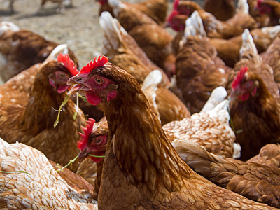 Hühner auf einem Bauernhof.